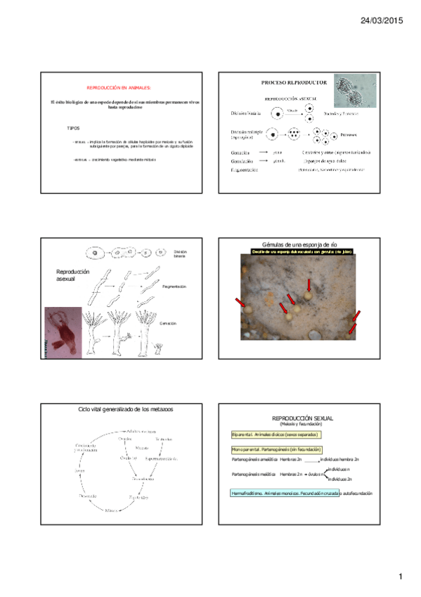 Miniatura del documento 06 1 Reproducción animal.pdf