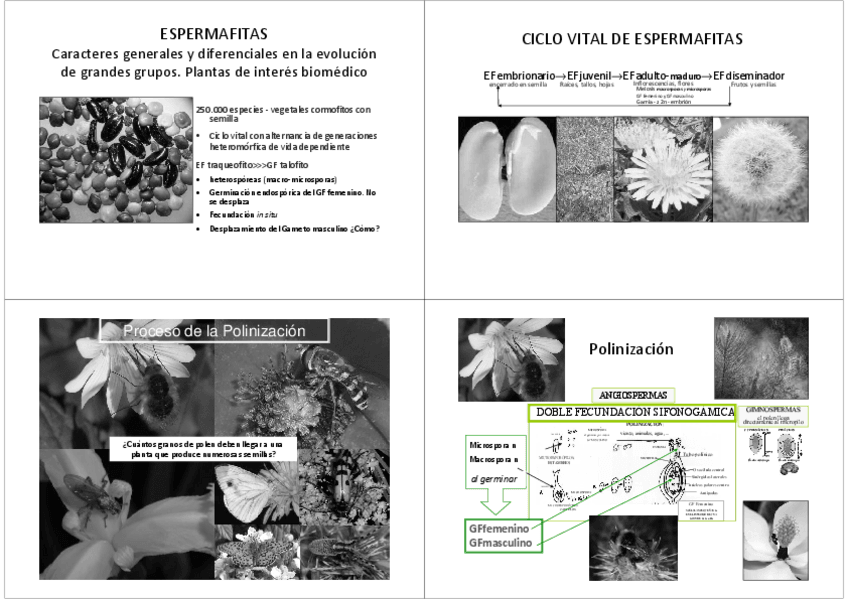Miniatura del documento 09 1 Espermafitas.pdf