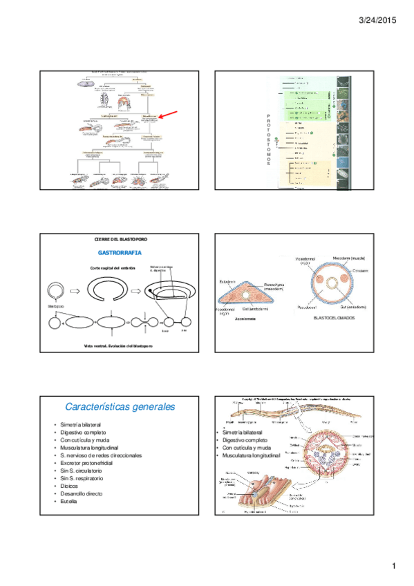 Miniatura del documento 13 Triblasticos blastocelomados.pdf