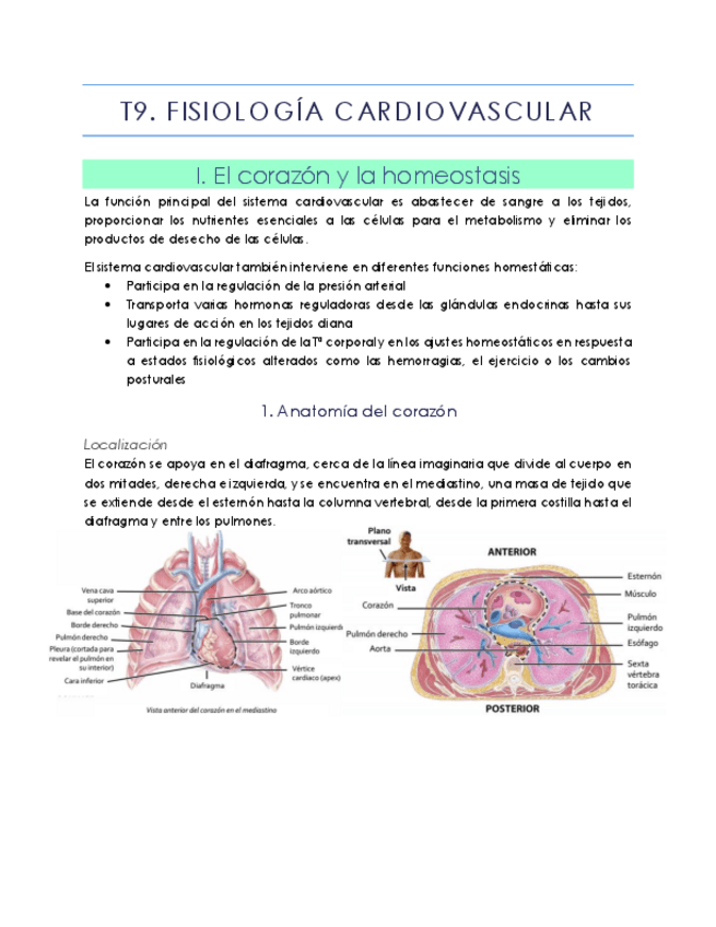 Miniatura del documento T09 Fisiología cardiovascular.pdf
