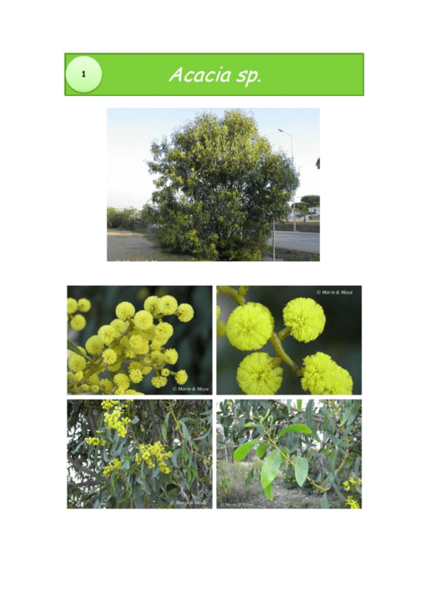 Miniatura del documento VISUS DAVID Y OBA.pdf