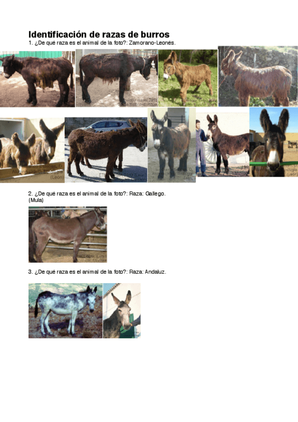 Miniatura del documento Identificación de razas de burros.pdf