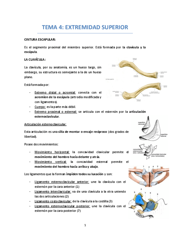 Miniatura del documento TEMA 4 EXTREMIDAD SUPERIOR.pdf