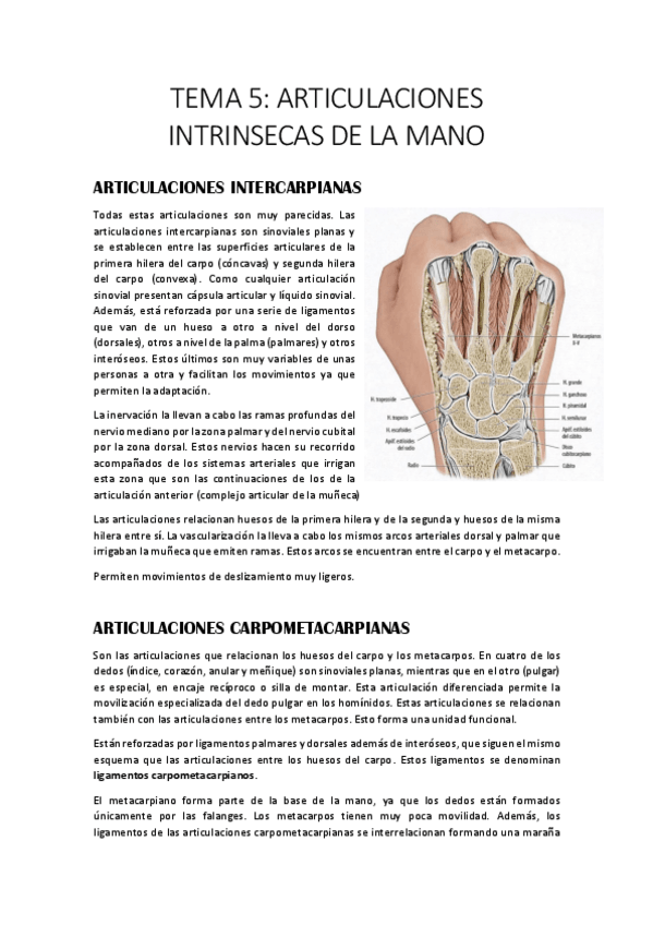 Miniatura del documento 5. ARTICULACIONES INTRÍNSECAS DE LA MANO.pdf