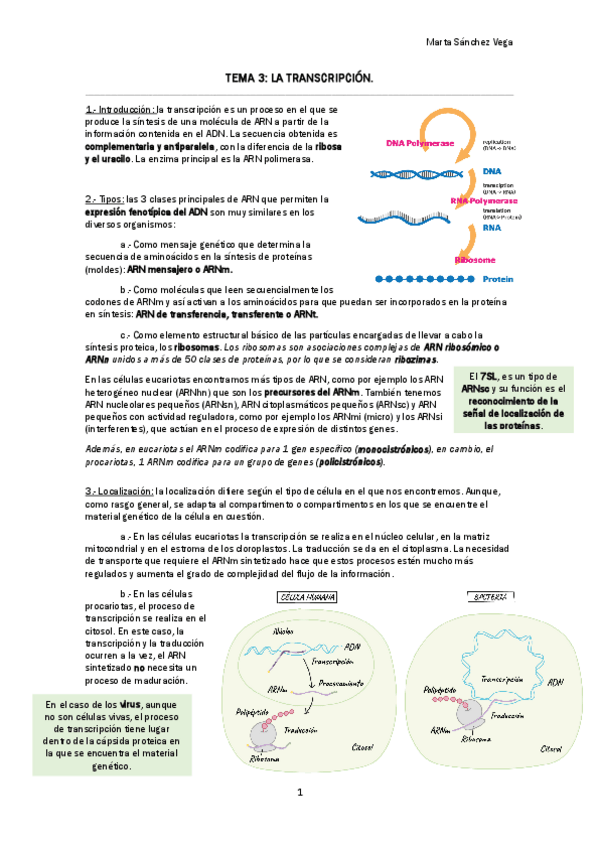 Miniatura del documento TEMA 3 LA TRANSCRIPCIÓN.pdf