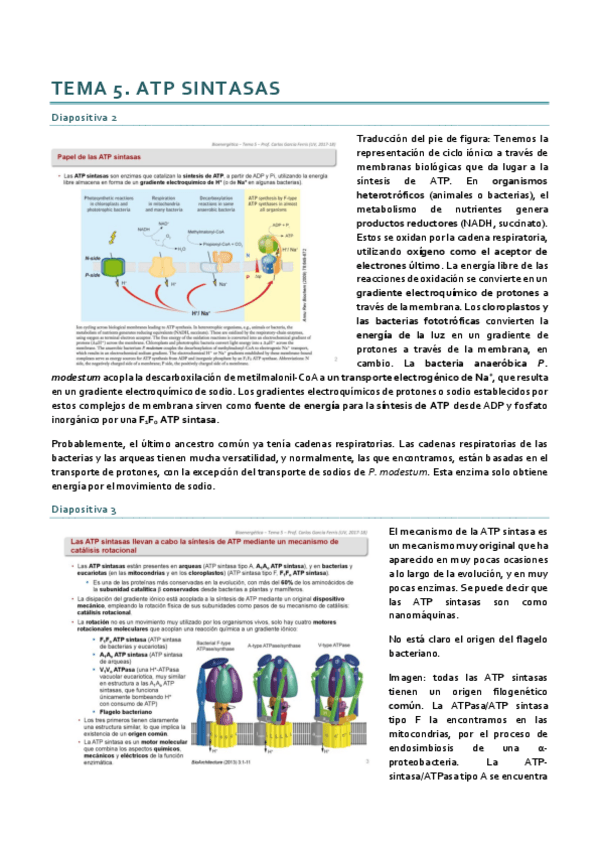 Miniatura del documento Bioenergética_Tema 5.pdf