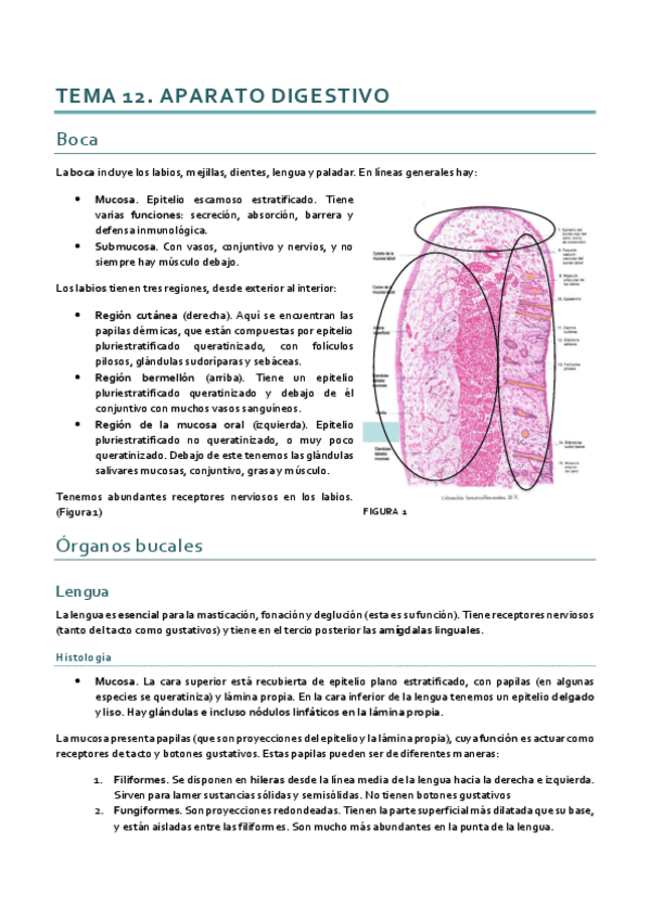 Miniatura del documento Histología_Tema 12.pdf