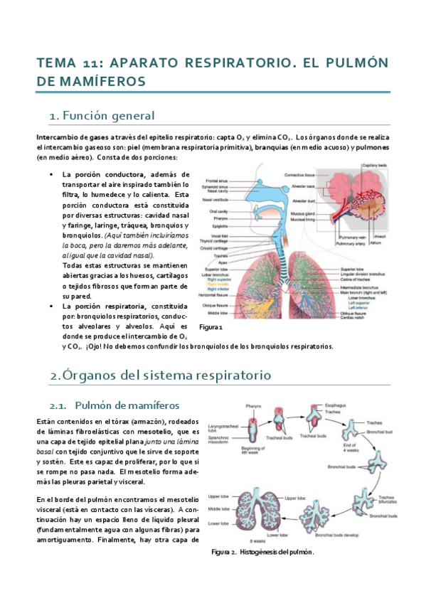 Miniatura del documento Histología_Tema 11.pdf