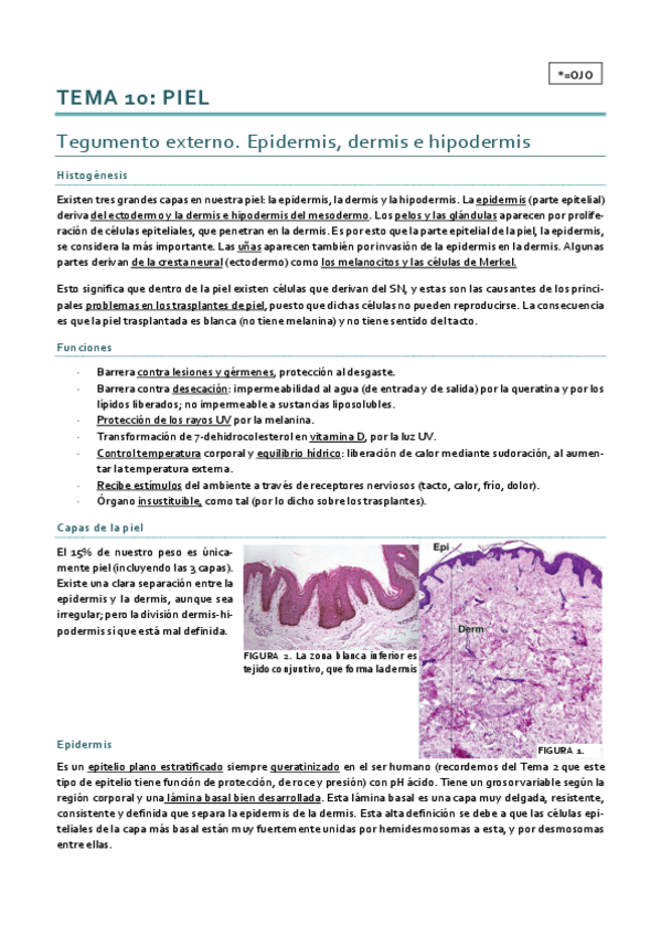 Miniatura del documento Histología_Tema 10.pdf