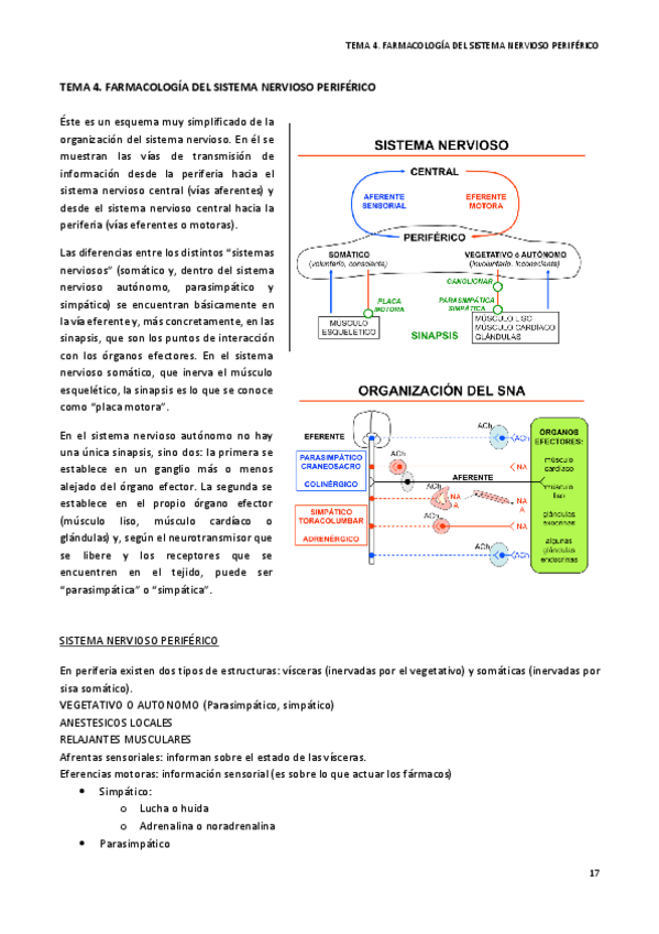 Miniatura del documento Tema 4. Farmacología del sistema nervioso periférico.pdf
