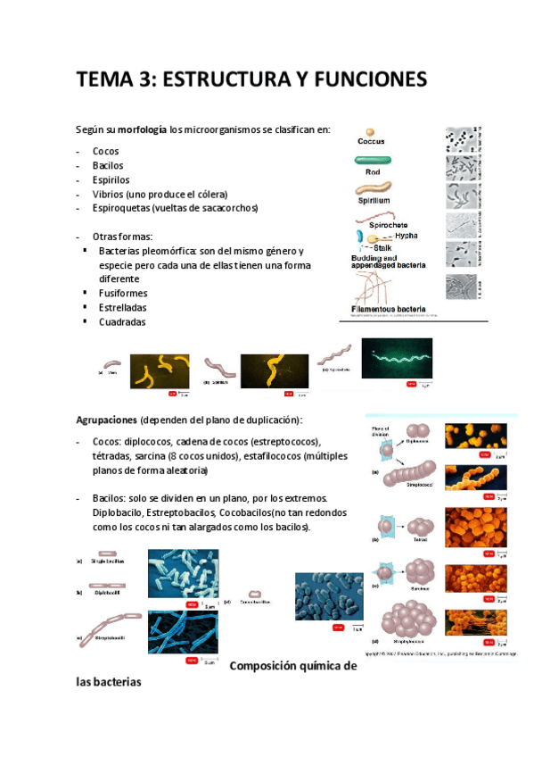 Miniatura del documento 3 Microbiologia.pdf