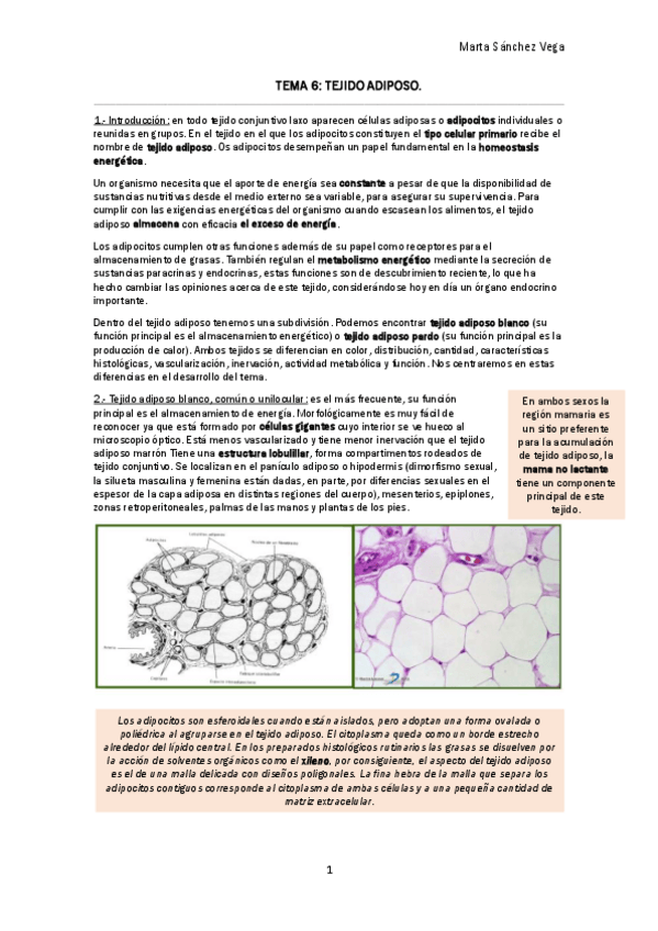 Miniatura del documento TEMA 6 TEJIDO ADIPOSO.pdf