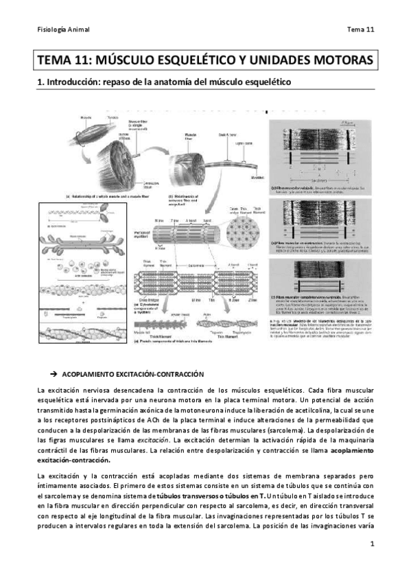 Miniatura del documento TEMA 11 FA final.pdf