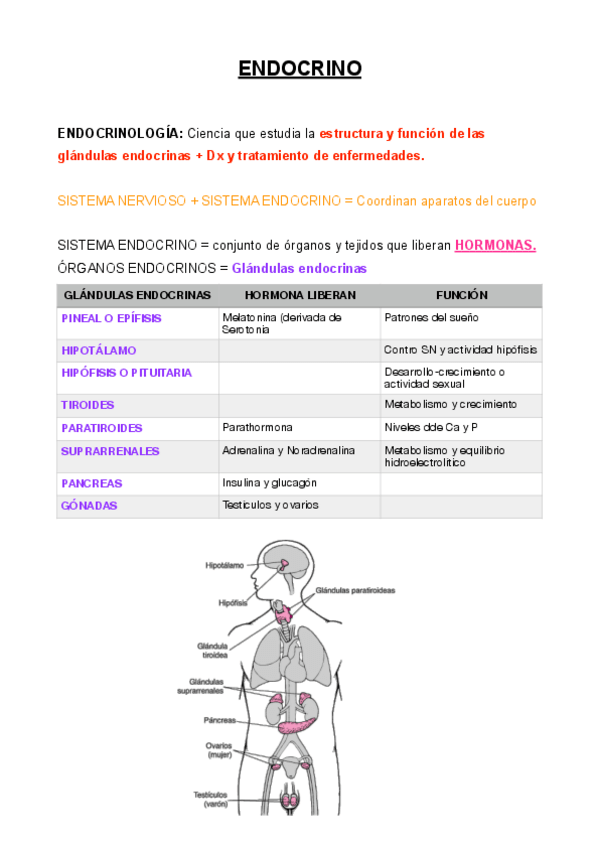 Miniatura del documento ENDOCRINO pdf.pdf