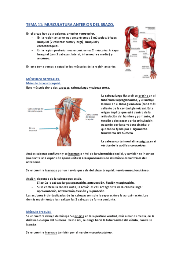 Miniatura del documento Tema 11 Anatomía.pdf