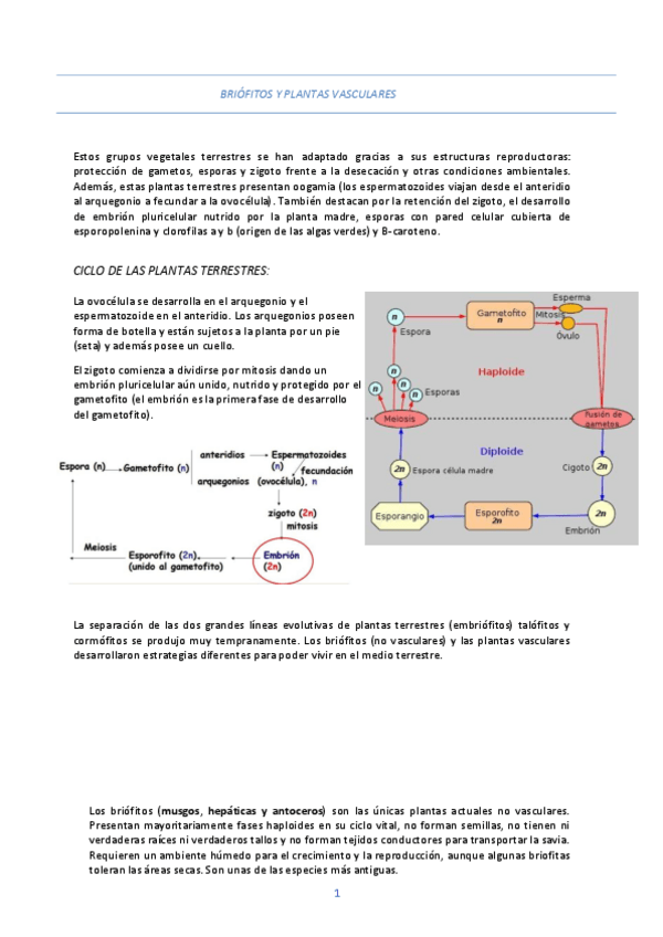 Miniatura del documento BRIOFITAS (musgos- hepáticas y antoceros).pdf