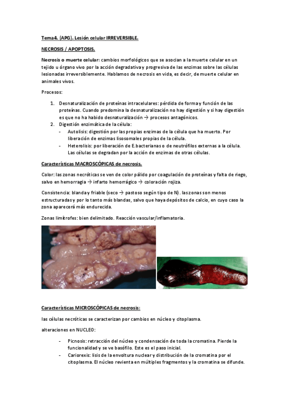 Miniatura del documento tema4 irreversible.pdf