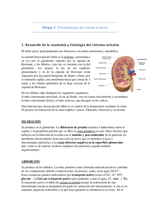 Miniatura del documento Bloque urinario.pdf