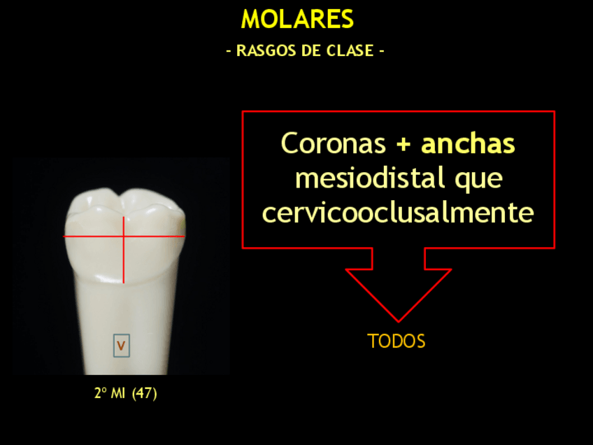 Miniatura del documento MOLARES (rasgos de clase).pdf