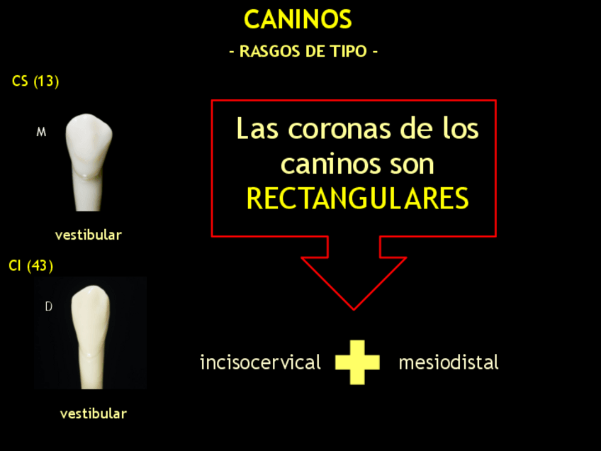 Miniatura del documento CANINOS (Rasgos de tipo).pdf