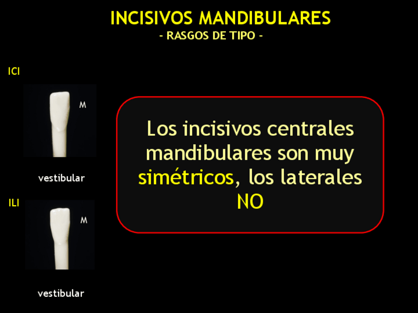 Miniatura del documento INCISIVOS MANDIBULARES (Rasgos de tipo).pdf