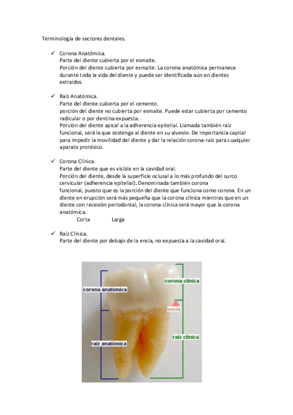 Miniatura del documento Anatomia dental- terminologia.pdf