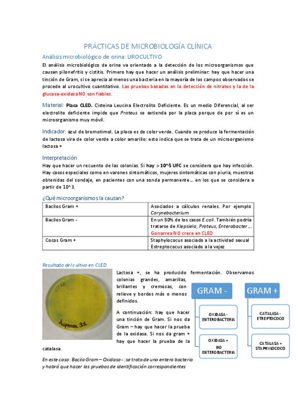 Miniatura del documento PRÁCTICAS DE MICRO CLÍNICA.pdf