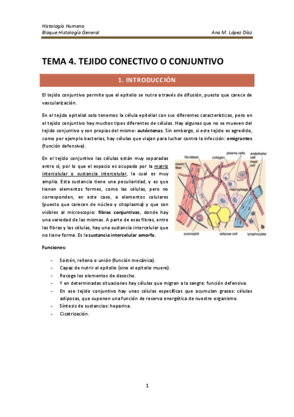 Miniatura del documento TEMA 4. TEJIDO CONJUNTIVO O CONECTIVO.pdf