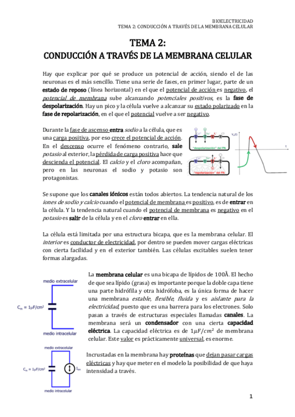 Miniatura del documento TEMA 2 BIOELECTRICIDAD.pdf
