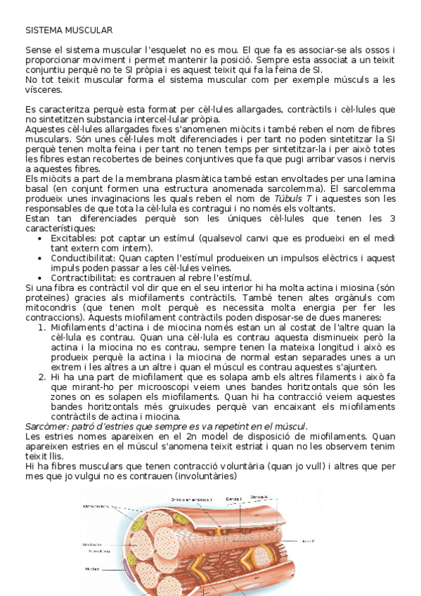 Miniatura del documento Anatomia 2n parcial.docx