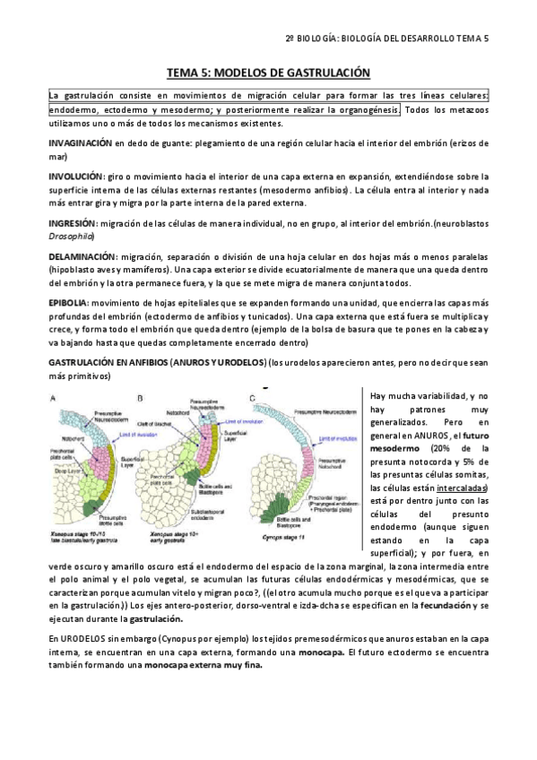 Miniatura del documento TEMA 5 gastrulación.pdf