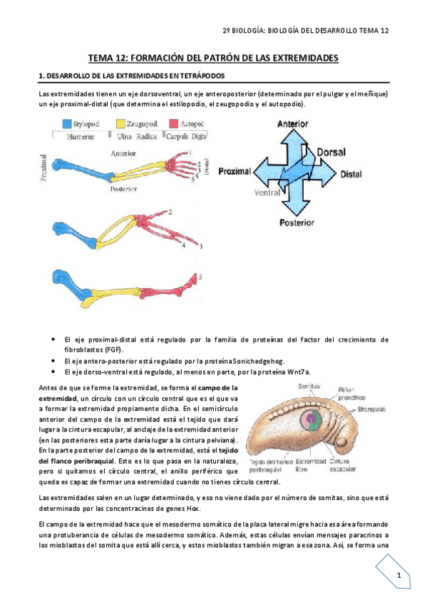 Miniatura del documento TEMA 12 final.pdf