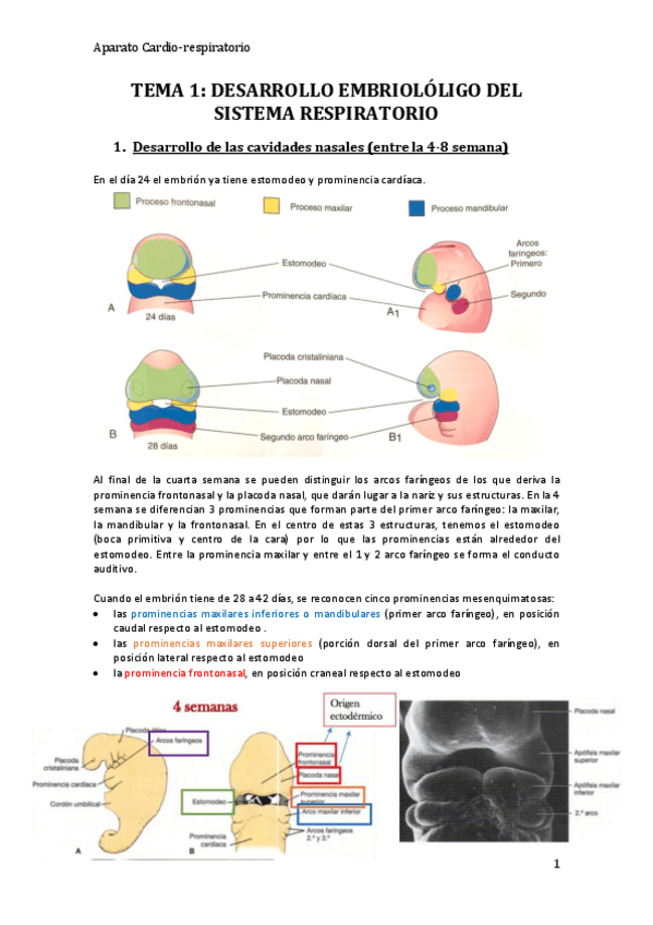 Miniatura del documento TEMA 1 CARDIORESPIRATORIO.pdf