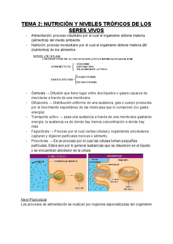 Miniatura del documento TEMA 2_ NUTRICIÓN Y NIVELES TRÓFICOS DE LOS SERES VIVOS.pdf