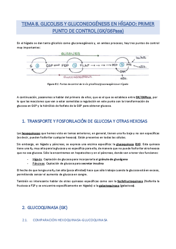 Miniatura del documento Tema 8. Primer punto de control. Regulación de la glucoquinasa y glucosa 6-fosfatasa. Papel de la glucoquinasa en pancreas.pdf
