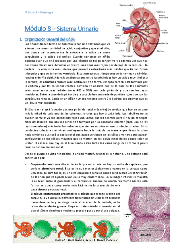 Miniatura del documento HISTOLOGIA M8 COMPLETOS.pdf