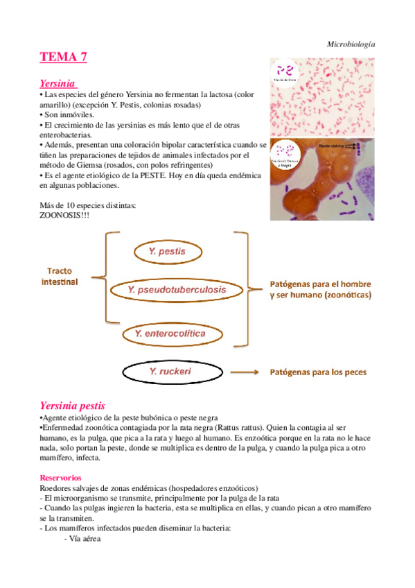 Miniatura del documento Tema 7 yersinia acabat.odt