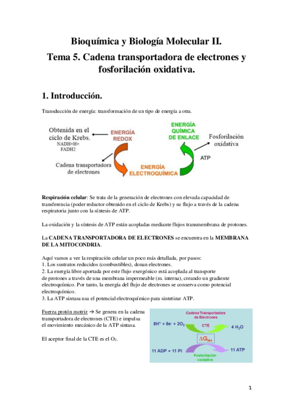 Miniatura del documento Tema 5. Cadena transportadora de electrones y fosforilación oxidativa..pdf