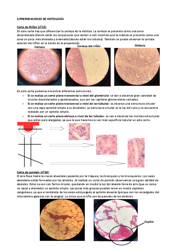 Miniatura del documento Prácticas fisiología humana histología.pdf
