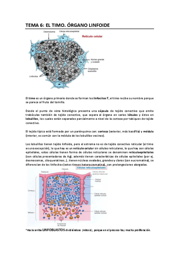 Miniatura del documento Tema 6. Timo..pdf
