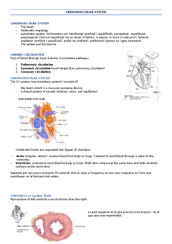 Miniatura del documento Cardiovascular system.docx