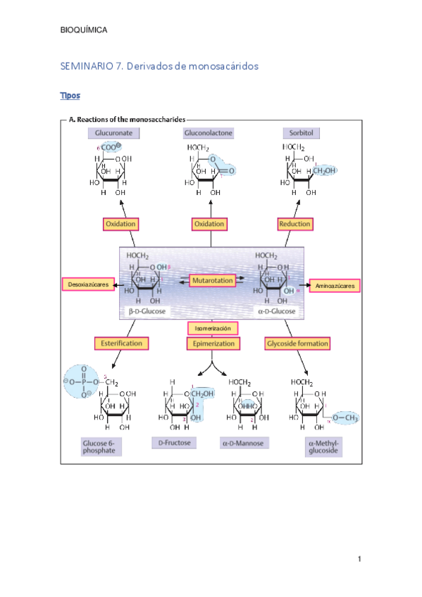 Miniatura del documento SEMINARIO 7. Derivados de monosacáridos.pdf