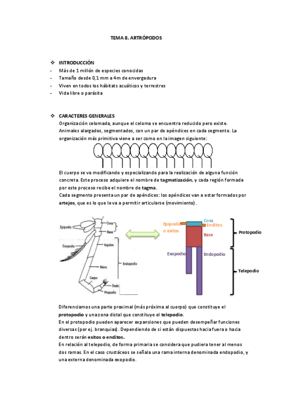 Miniatura del documento Tema 8 artrópodos.pdf