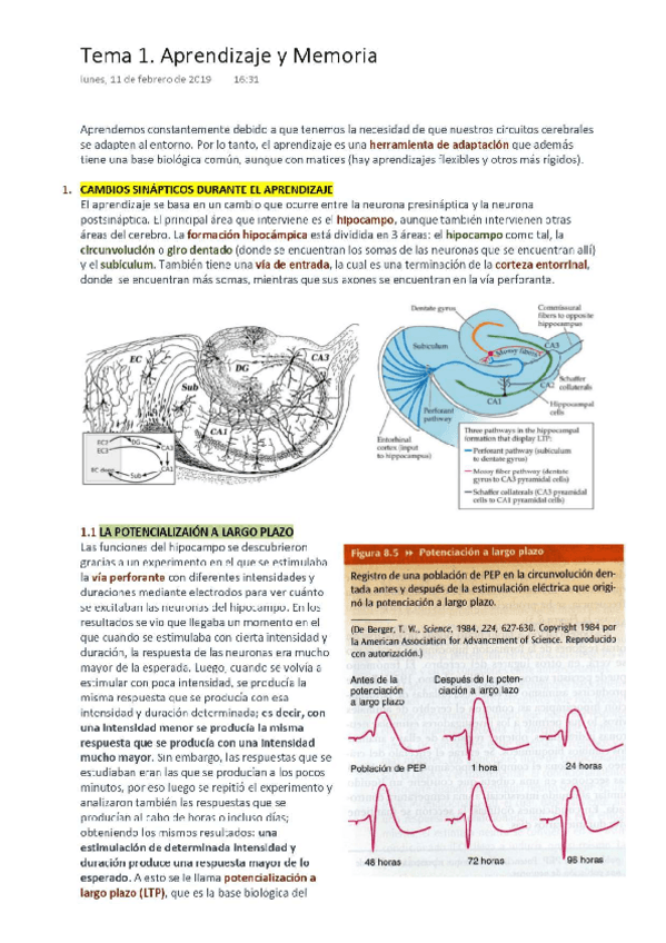 Miniatura del documento PSICOBIOLOGÍA Tema 1. Aprendizaje y Memoria (wuolah) (2).pdf