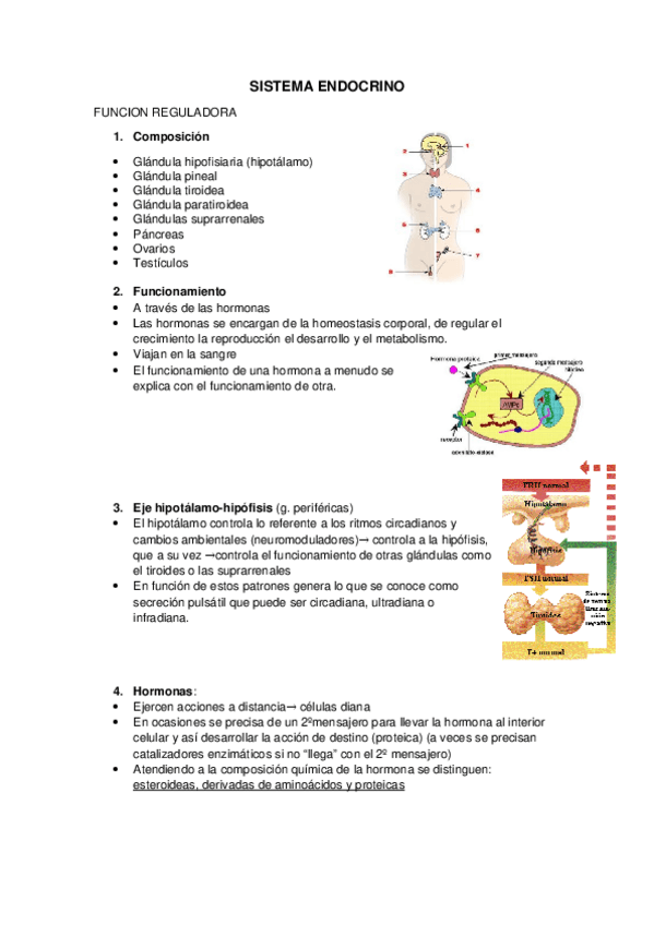 Miniatura del documento SISTEMA ENDOCRINO.docx