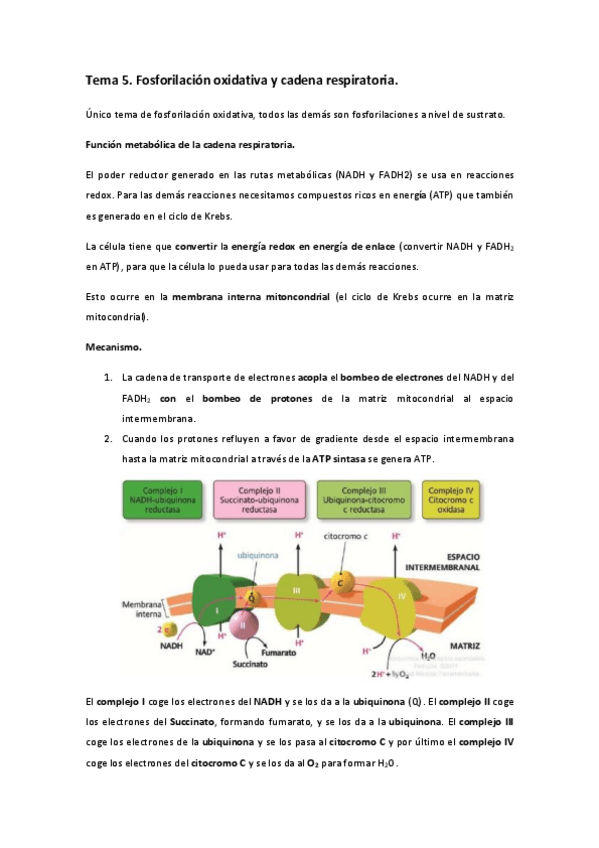 Miniatura del documento Tema 5. Fosforilación oxidativa y cadena respiratoria..pdf