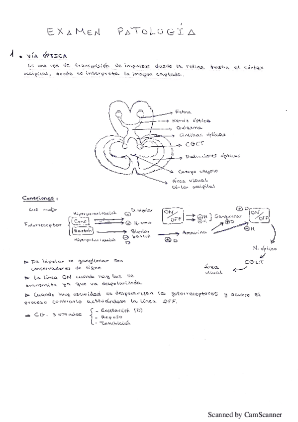Miniatura del documento Examen patología.pdf
