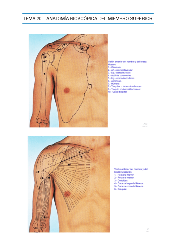 Miniatura del documento 20 ANATOMÍA BIOSCÓPICA DEL MIEMBRO SUPERIOR.pdf