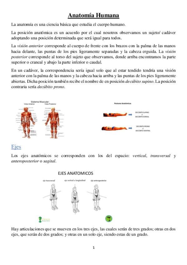 Miniatura del documento Anatomía Humana 1º CAFD.pdf
