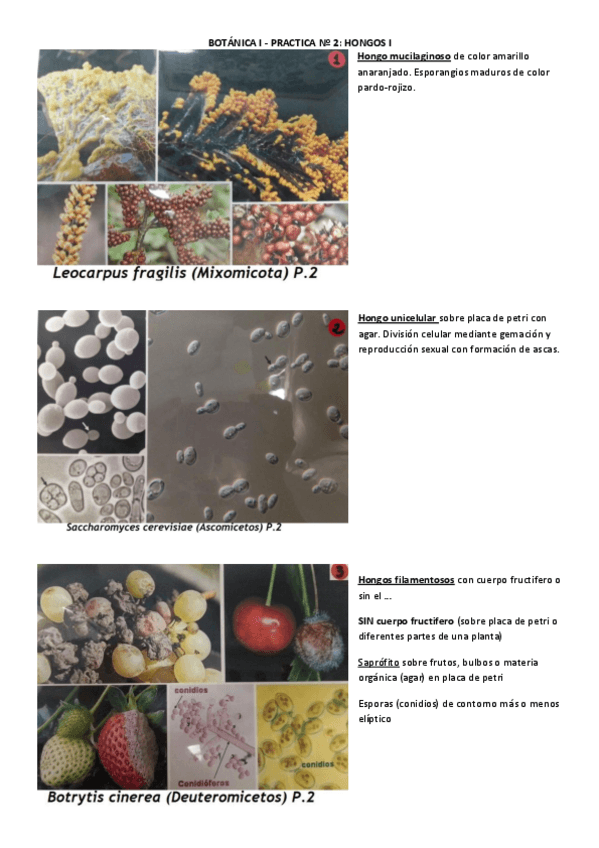 Miniatura del documento BOTANICA I PRACTICA Nº2y3 HONGOS.pdf